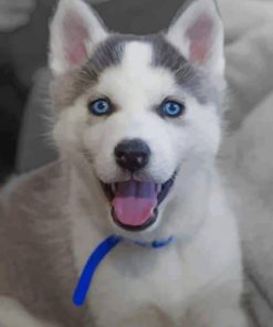 Cute Husky with Blue Eyes Paint by numbers