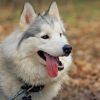 Cute Siberian Husky Paint by numbers