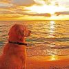 Dog Watching Sunset Paint by numberrs