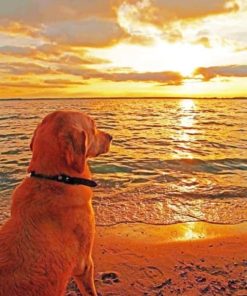 Dog Watching Sunset Paint by numberrs