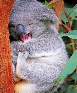 Funny Koala paint by numbers