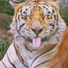 Funny Tiger Paint by numbers