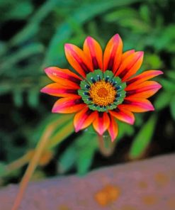 Gazania Daisies Paint by numbers