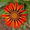 Gazania piant by numbers