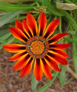 Gazania piant by numbers