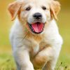 Happy Golden Puppy Paint by numbers