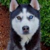 Husky Bi Colored Eyes paint by numbers