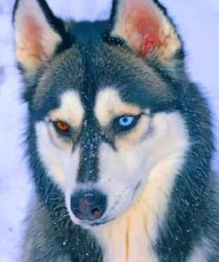 Heterochromia Husky Paint by numbers