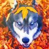 Husky In The Fall paint by numbers