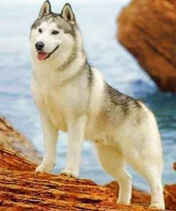 White Husky Paint by numbers