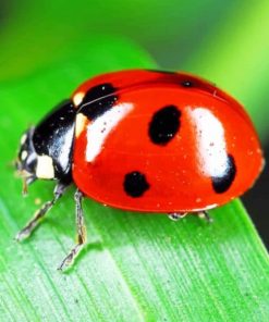 Ladybird Insect paint by numbers