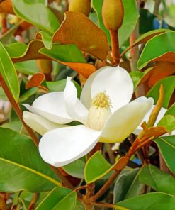 Magnolia Flower paint by numbers