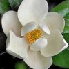 White Magnolia Paint by numbers