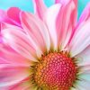 Pink Daisy Flower paint by numbers