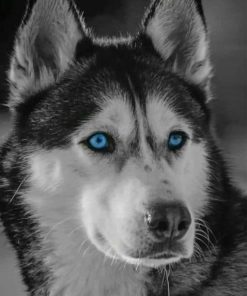 Sebirian Husky In The Snow