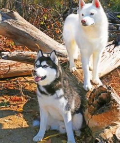 Siberian Huskies Paint by numbers