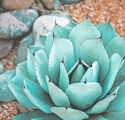 Succulent Near Rocks paint by numbers