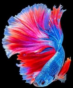 Tropical Betta Fish paint by numbers