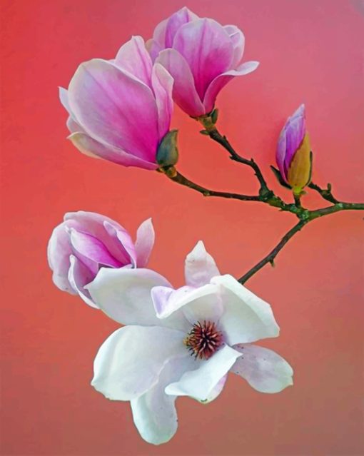 White And Pink Magnolia Flowers paint by numbers