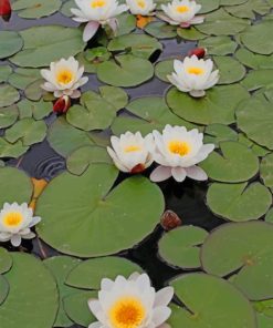 White Lotus Flowers paint by numbers