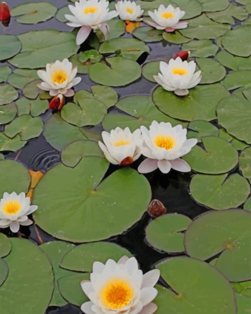 White Lotus Flowers paint by numbers