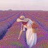 Woman In A Field Of Lavender Paint by numbers