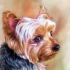 Yorkie Portrait Paint by numbers