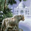 The Indian White Tiger Paint by numbers