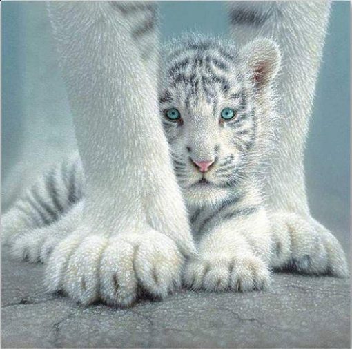 Cute Baby White Tiger Paint by numbers