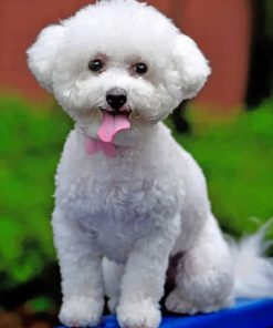 Bichon Frise Piant by numbers