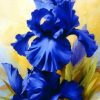 Blue Iris Paint by numbers