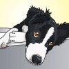 Border Collie Illustration Paint by numbers