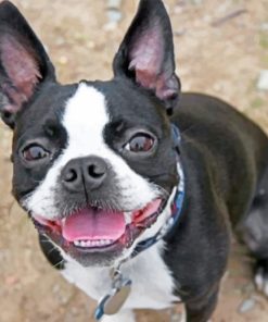 Boston Terrier Paint by numbers