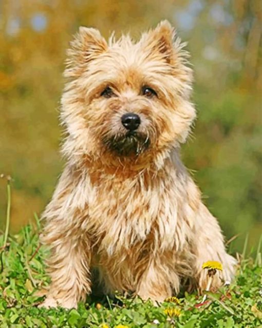 Cairn Terrier Sitting In The Grass Paint by numbers