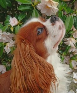 Cavalier King Charles Spaniel