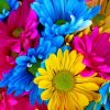 Colorful Daisies Paint by numbers