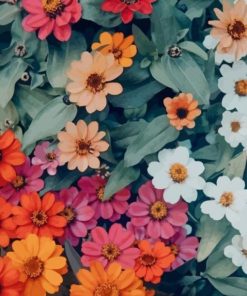 Colorful Daisies Paint by numbers