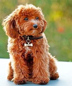 Cute Cockapoo Paint by number