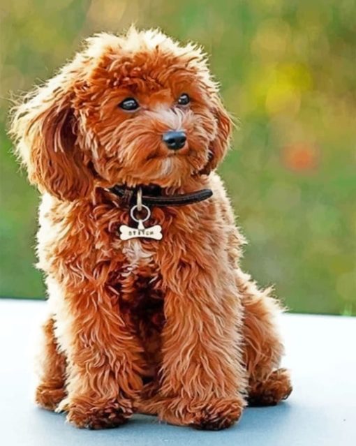 Cute Cockapoo Paint by number