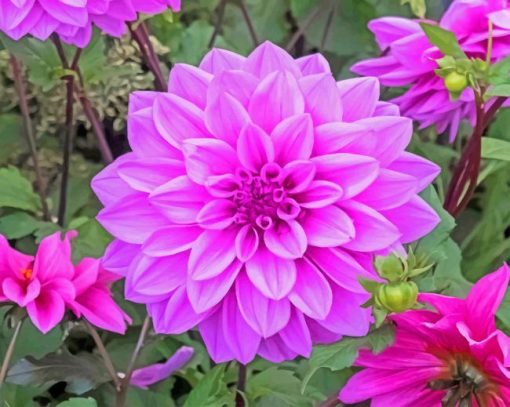 Dahlia Lilac Paint by numbers