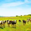 Farm Landscape With Animals Paint by numbers