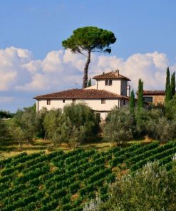 Vineyard Landscape Paint by numbers