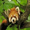 Little Red Panda On A Branch Paint by numbers