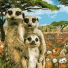 Meerkat Family Paint by numbers