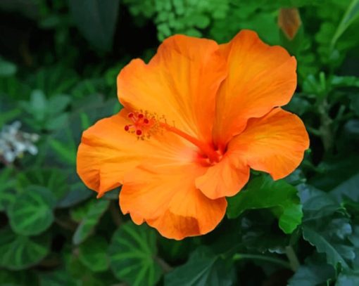 Orange Hibiscus Flower Paint by numbers