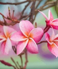 Plumeria Paint by numbers