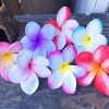 Plumeria Flowers Paint by numbers