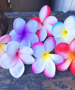 Plumeria Flowers Paint by numbers