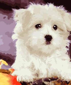 Bichon Frise Paint by numbers