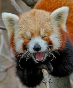 Red Panda Smile Paint by numbers